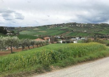 Foto 5 - Terreno agricolo Via Prato
5, Tortoreto - foto 5