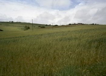 Foto 5 - Terreno agricolo Contrada Mottola, Campolattaro - foto 5