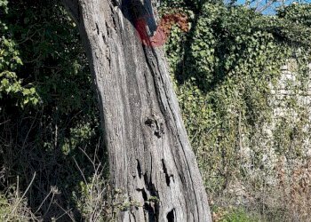 Foto 50 - Rustico Contrada Campolavoro, Riccia - foto 50