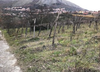 Foto 3 - Terreno agricolo Foglianise
 
snc, Foglianise - foto 3