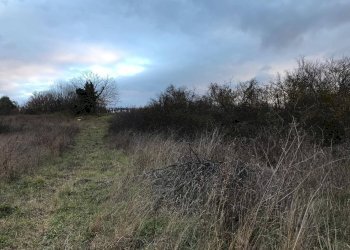 Foto 4 - Terreno agricolo Foglianise
 
snc, Foglianise - foto 4