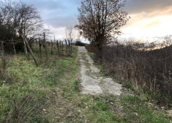 Foto 5 - Terreno agricolo Foglianise
 
snc, Foglianise - foto 5