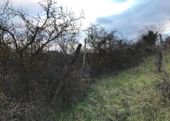 Foto 6 - Terreno agricolo Foglianise
 
snc, Foglianise - foto 6