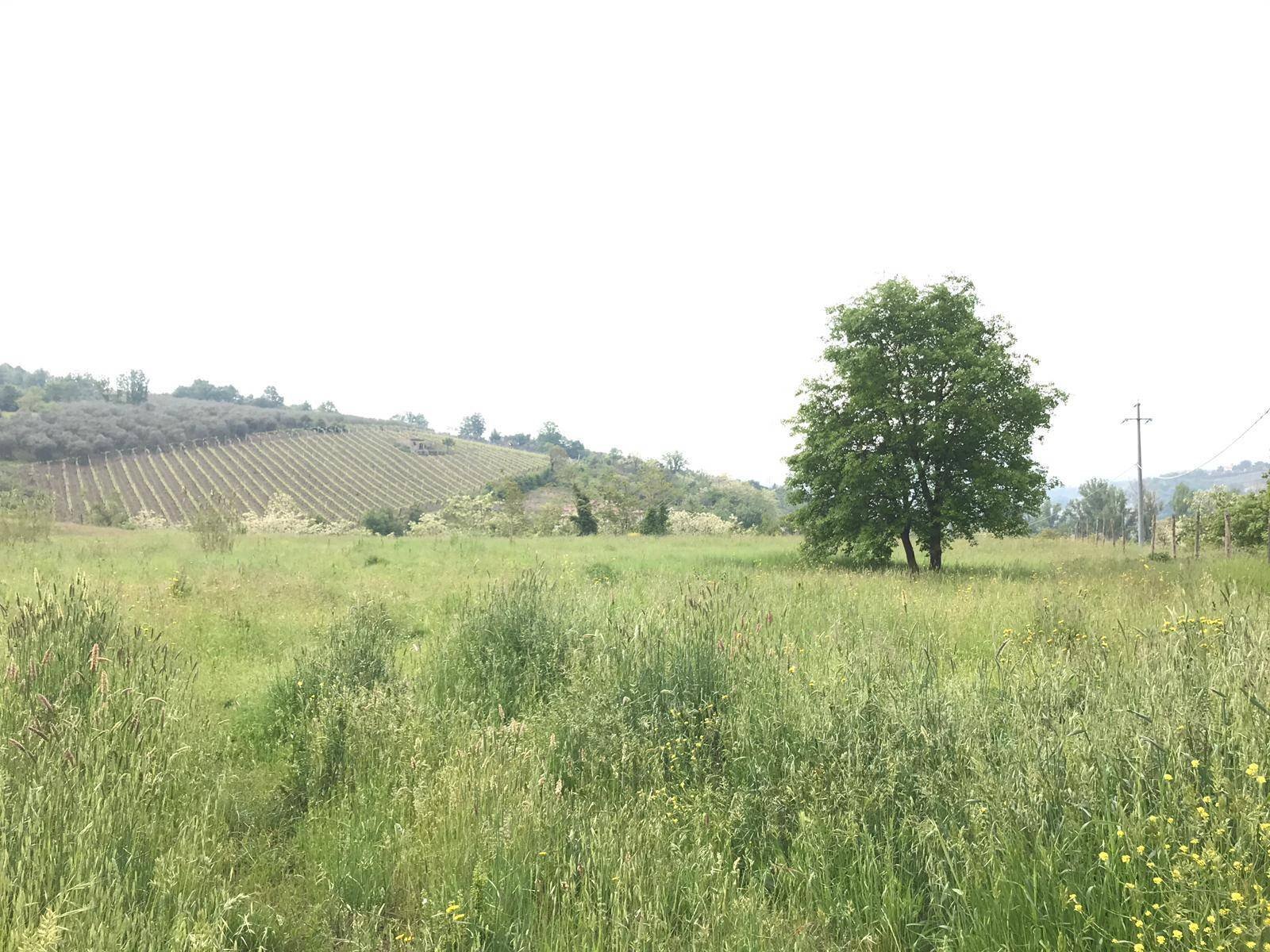 Foto 1 - Agricultural land Foglianise, Benevento - photo 1