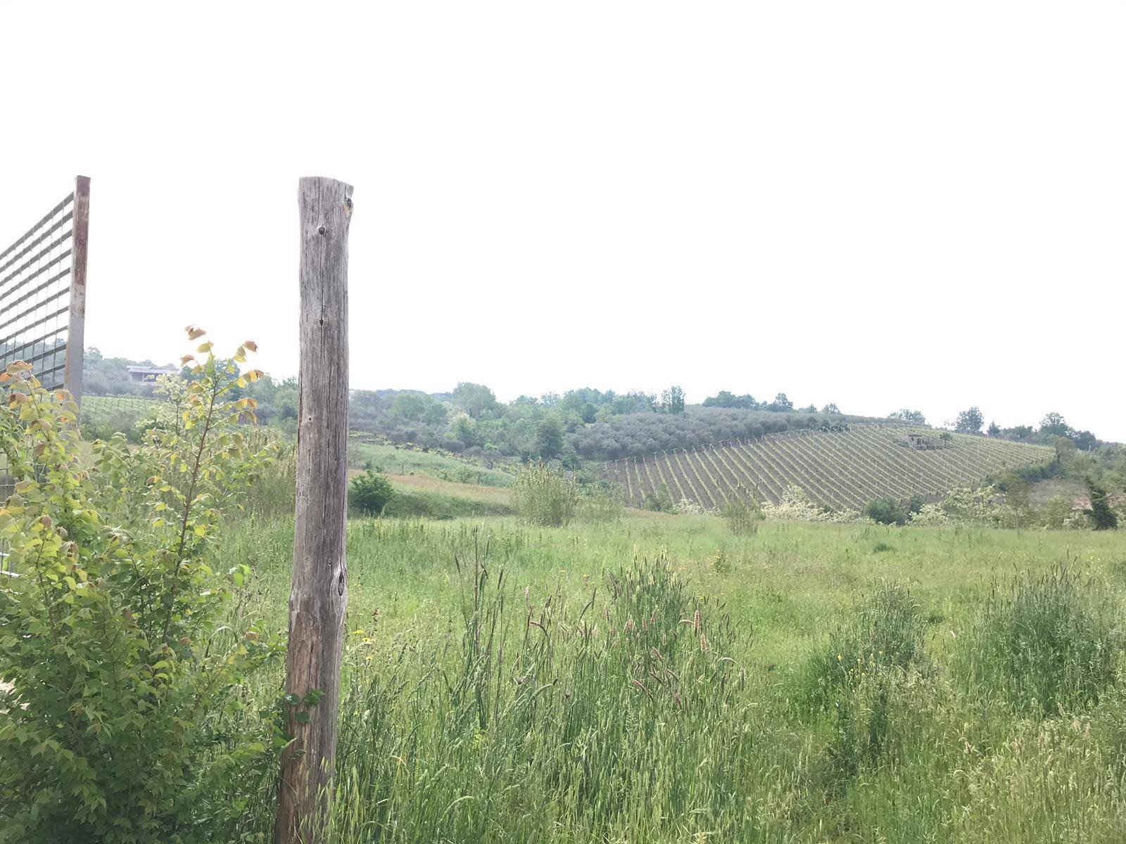 Foto 2 - Agricultural land Foglianise, Benevento - photo 2