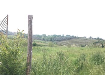 Foto 2 - Terreno agricolo Foglianise, Benevento - foto 2