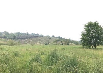 Foto 4 - Terreno agricolo Foglianise, Benevento - foto 4
