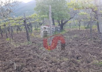 Foto 2 - Terreno agricolo Via Comunale Ospedale, Foglianise - foto 2