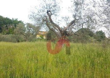 Foto 3 - Terreno agricolo Via Comunale Ospedale, Foglianise - foto 3