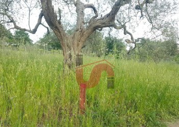 Foto 4 - Terreno agricolo Via Comunale Ospedale, Foglianise - foto 4