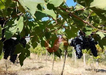 Foto 10 - Terreno agricolo Contrada ponte valentino, Benevento - foto 10