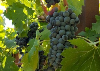 Foto 13 - Terreno agricolo Contrada ponte valentino, Benevento - foto 13