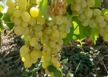 Foto 14 - Terreno agricolo Contrada ponte valentino, Benevento - foto 14