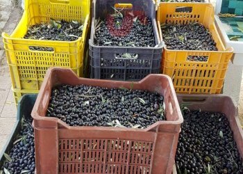 Foto 15 - Terreno agricolo Contrada ponte valentino, Benevento - foto 15