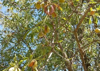 Foto 16 - Terreno agricolo Contrada ponte valentino, Benevento - foto 16