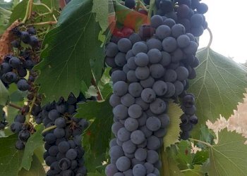 Foto 18 - Terreno agricolo Contrada ponte valentino, Benevento - foto 18