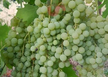 Foto 19 - Terreno agricolo Contrada ponte valentino, Benevento - foto 19