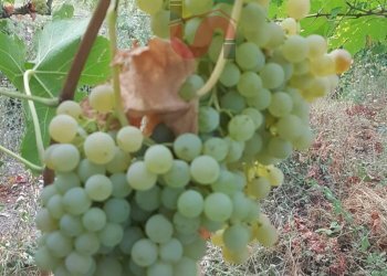 Foto 20 - Terreno agricolo Contrada ponte valentino, Benevento - foto 20