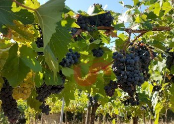 Foto 21 - Terreno agricolo Contrada ponte valentino, Benevento - foto 21