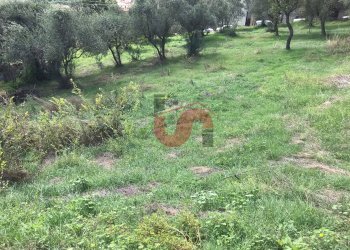 Foto 5 - Terreno agricolo Via Cupetelle, Cautano - foto 5