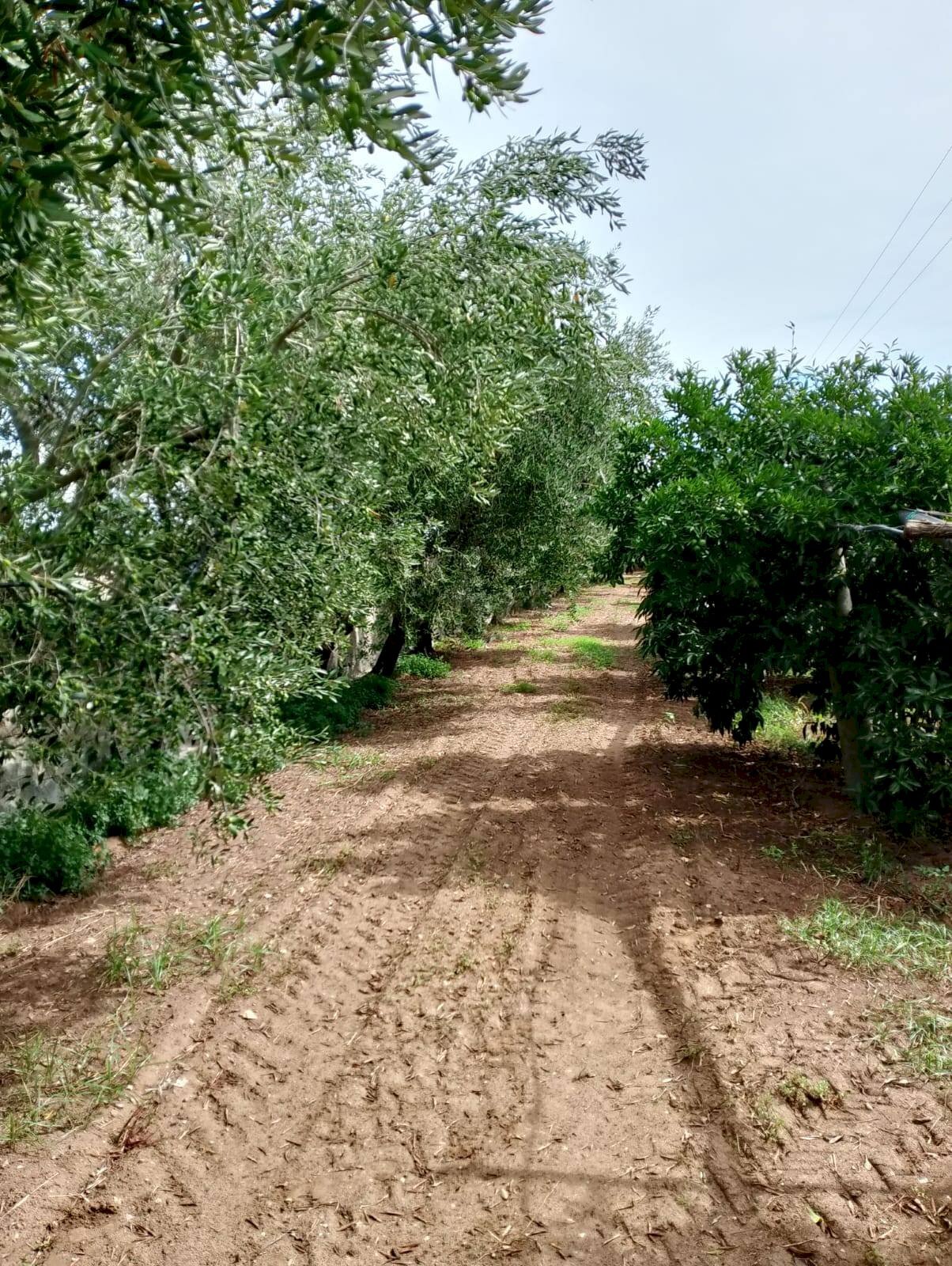 Foto 2 - Terreno agricolo Massafra - foto 2