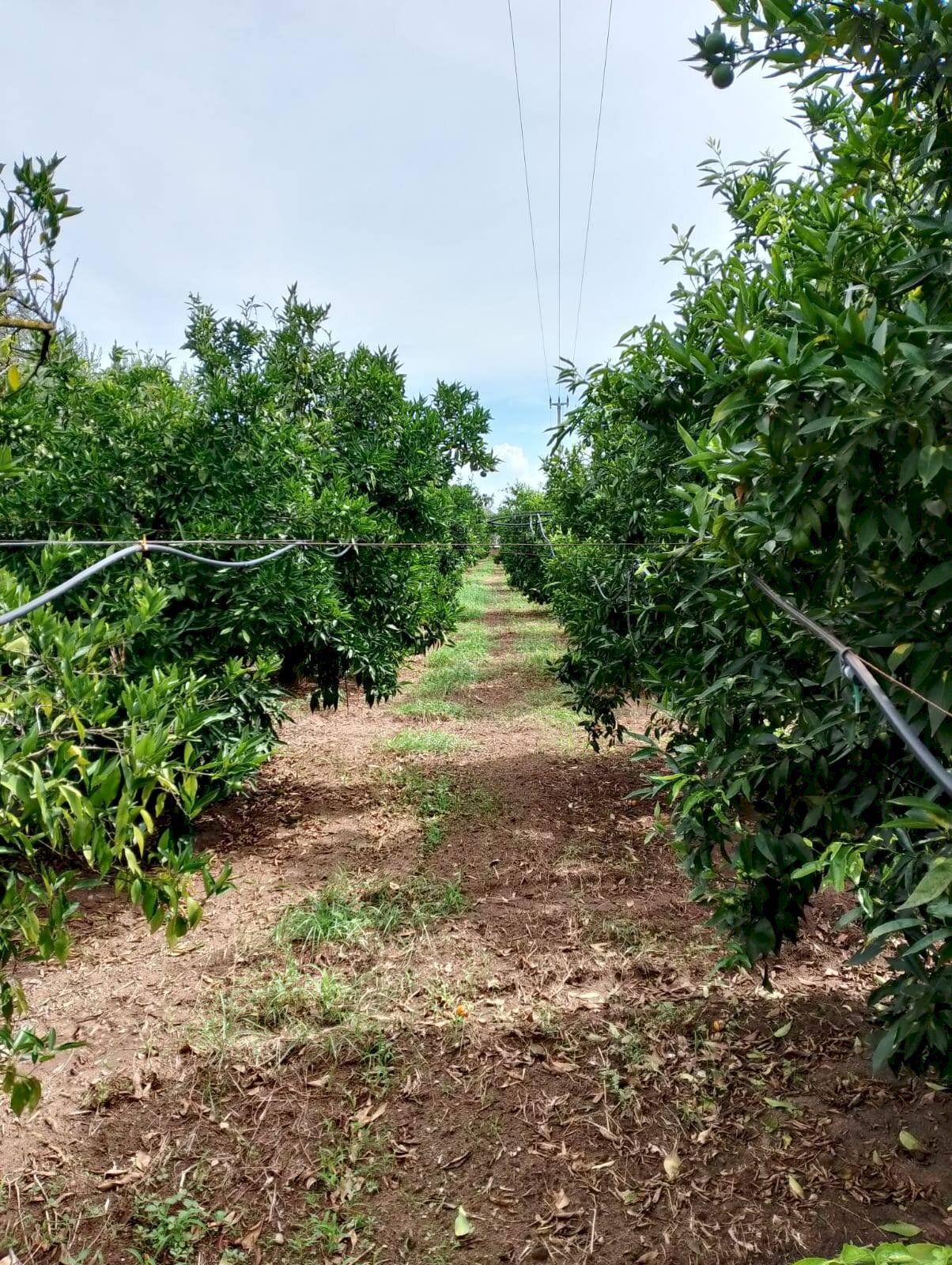 Foto 3 - Terreno agricolo Massafra - foto 3