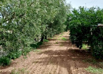 Foto 2 - Agricultural land Massafra - photo 2