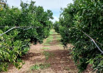 Foto 3 - Agricultural land Massafra - photo 3