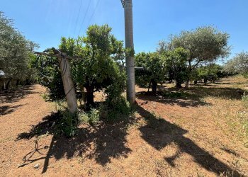 Foto 4 - Agricultural land Massafra - photo 4