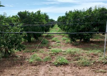 Foto 7 - Agricultural land Massafra - photo 7