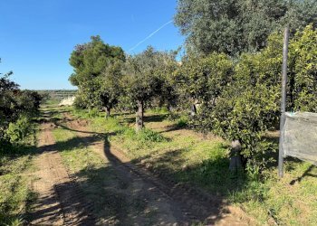 Foto 4 - Villa Massafra - foto 4