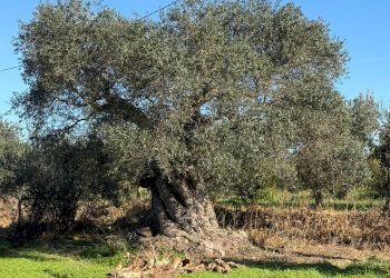 Foto 5 - Villa Massafra - foto 5