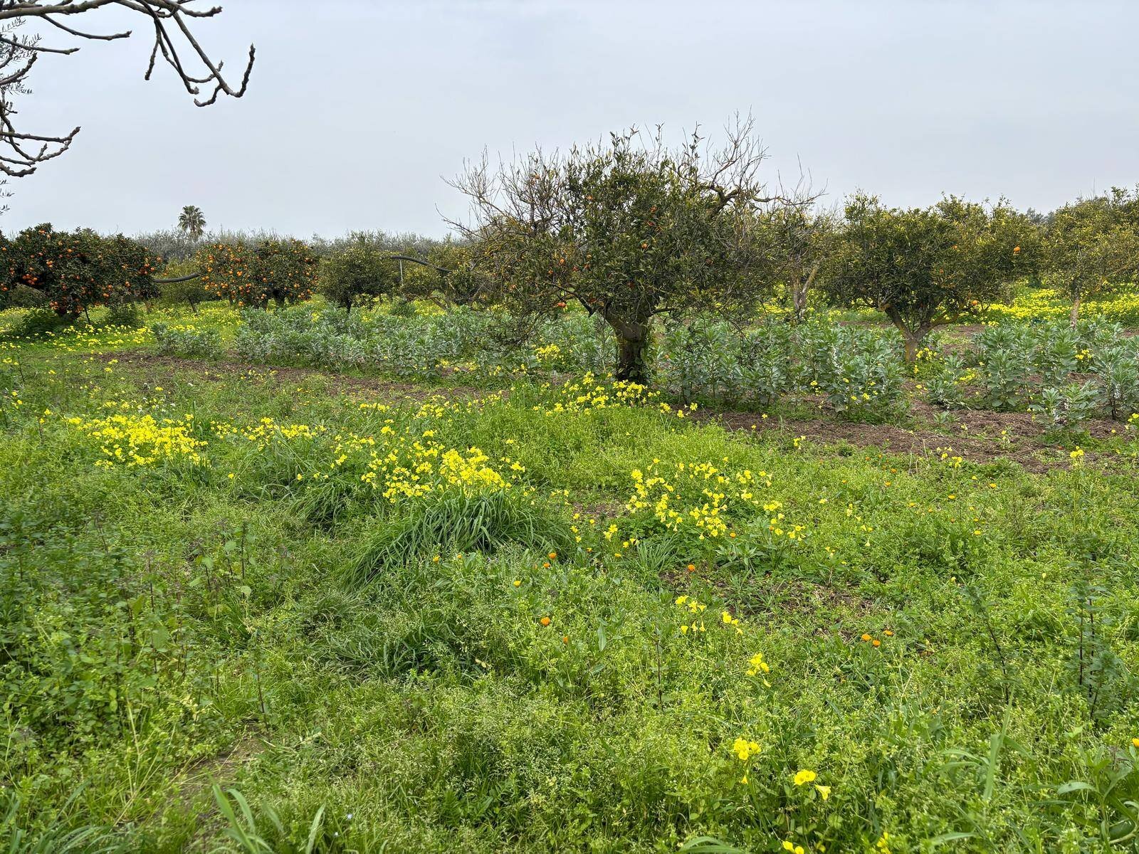 Foto 2 - Terreno agricolo Contrada Pantano, Massafra - foto 2