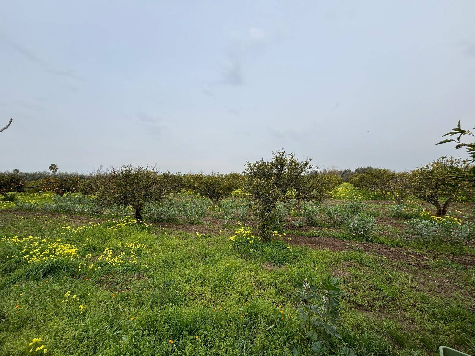 Foto 3 - Terreno agricolo Contrada Pantano, Massafra - foto 3
