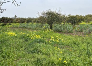 Foto 2 - Agricultural land Contrada Pantano, Massafra - photo 2