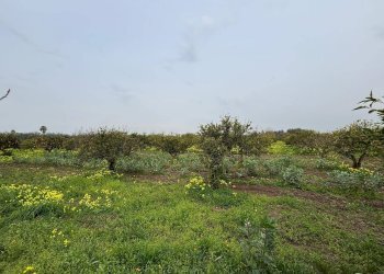 Foto 3 - Agricultural land Contrada Pantano, Massafra - photo 3