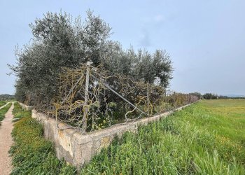 Foto 4 - Agricultural land Contrada Pantano, Massafra - photo 4