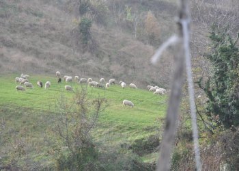 Foto 11 - Rustico Comunanza - foto 11