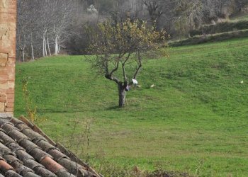 Foto 15 - Rustico Comunanza - foto 15