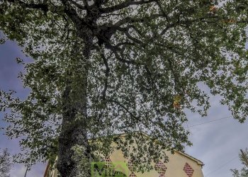 Foto 30 - Rustico Contrada Polica Vecchia, Comunanza - foto 30