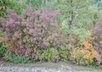 Foto 45 - Rustico Contrada Polica Vecchia, Comunanza - foto 45