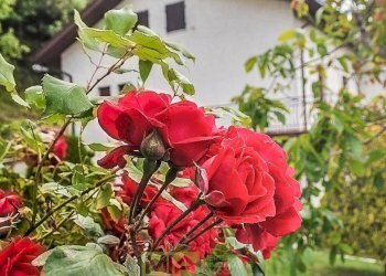 Foto 5 - Casa indipendente Contrada Montetorre, Force - foto 5