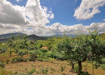 Foto 6 - Casa indipendente Contrada Montetorre, Force - foto 6