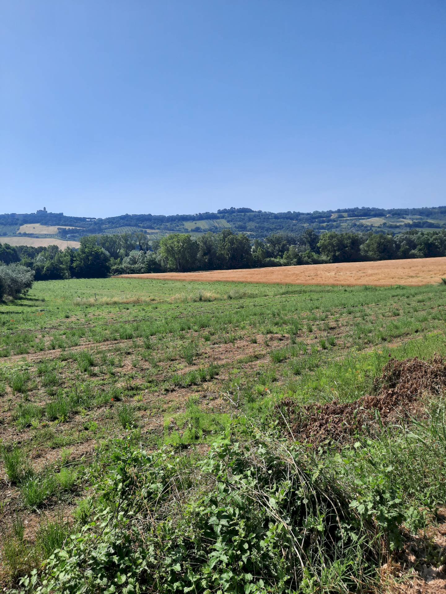 Foto 2 - Terreno agricolo Contrada Svarchi
 
21, Altidona - foto 2