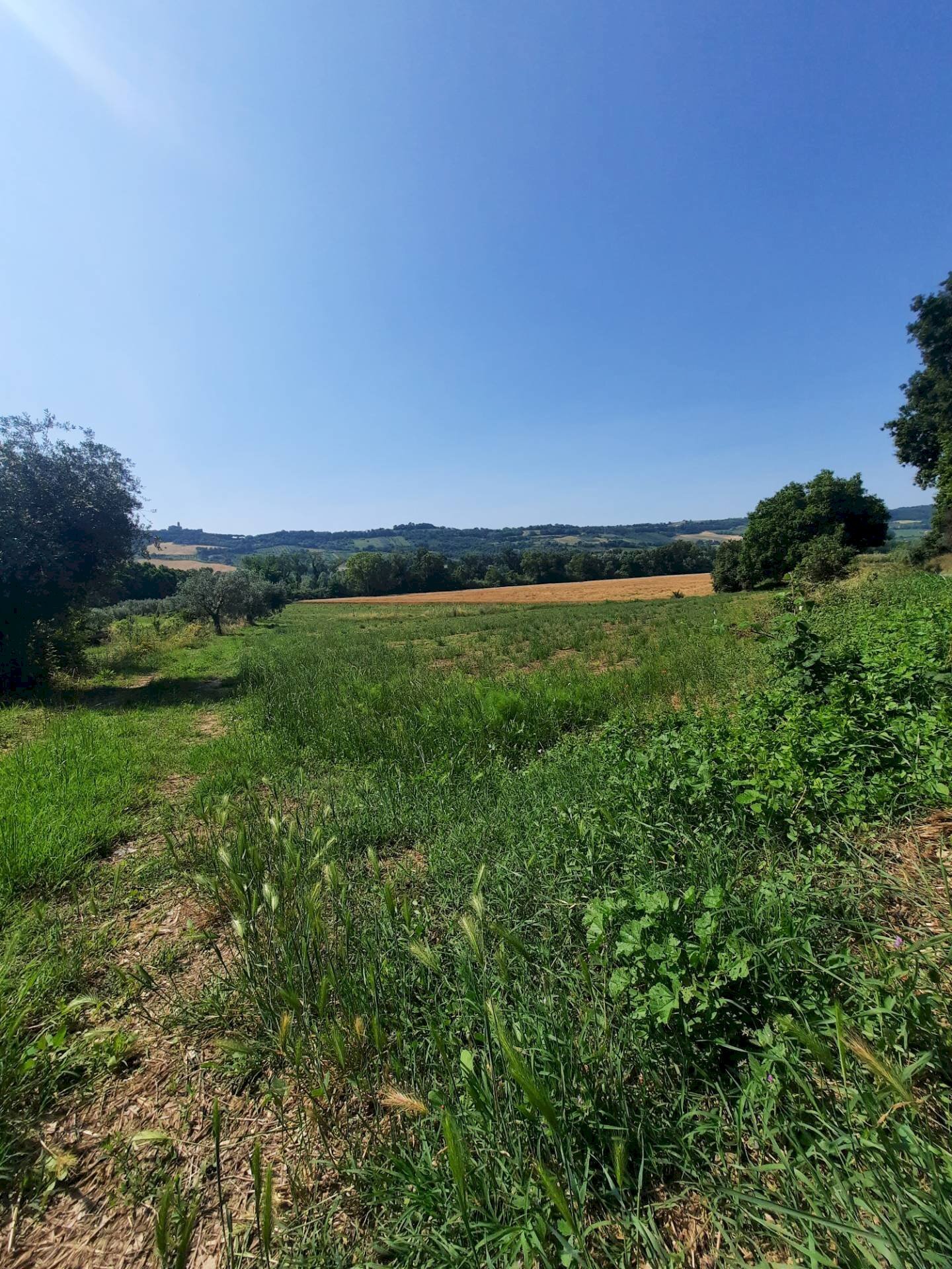 Foto 1 - Terreno agricolo Contrada Svarchi
 
21, Altidona - foto 1