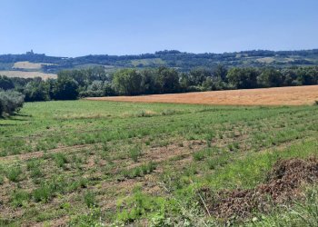 Foto 2 - Terreno agricolo Contrada Svarchi
 
21, Altidona - foto 2