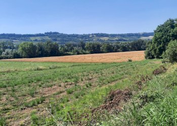 Foto 3 - Terreno agricolo Contrada Svarchi
 
21, Altidona - foto 3