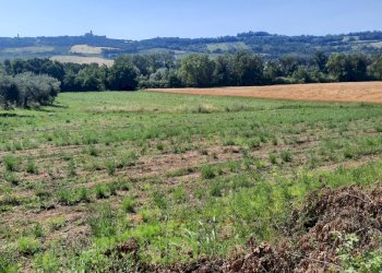 Foto 4 - Terreno agricolo Contrada Svarchi
 
21, Altidona - foto 4