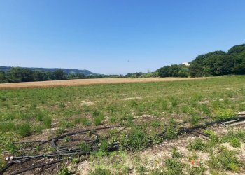 Foto 12 - Terreno agricolo Contrada Svarchi
 
21, Altidona - foto 12