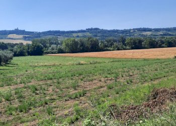 Foto 2 - Terreno agricolo Contrada Svarchi
 
21, Altidona - foto 2